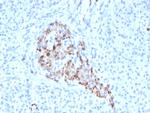 Chromogranin A/CHGA (Neuroendocrine Marker) Recombinant Rabbit Monoclonal Antibody (CHGA/4544R)