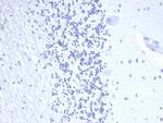 Chromogranin A/CHGA (Neuroendocrine Marker) Antibody in Immunohistochemistry (Paraffin) (IHC (P))