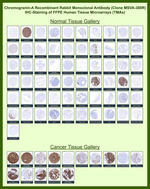 Chromogranin A/CHGA (Neuroendocrine Marker) Recombinant Rabbit Monoclonal Antibody (MSVA-380R)