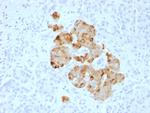 Chromogranin A/CHGA (Neuroendocrine Marker) Antibody in Immunohistochemistry (Paraffin) (IHC (P))