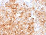Chromogranin A/CHGA (Neuroendocrine Marker) Antibody in Immunohistochemistry (Paraffin) (IHC (P))