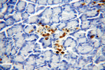 COG3 Antibody in Immunohistochemistry (Paraffin) (IHC (P))