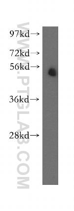 PTPN4 Antibody in Western Blot (WB)