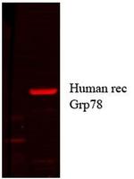 Grp78 Antibody in Western Blot (WB)