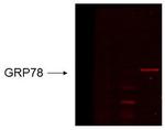 Grp78 Antibody in Western Blot (WB)