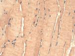 tsp23 Antibody in Immunohistochemistry (PFA fixed) (IHC (PFA))