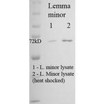 Hsp70/Hsc70 Antibody in Western Blot (WB)