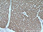 PCCB Antibody in Immunohistochemistry (Paraffin) (IHC (P))