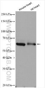 PCCB Antibody in Western Blot (WB)