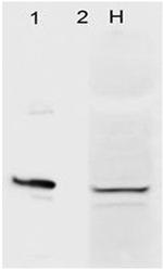 Aha1 Antibody in Western Blot (WB)