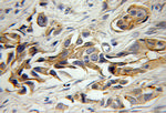 ATP1B3 Antibody in Immunohistochemistry (Paraffin) (IHC (P))