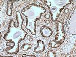 ATP1B3 Antibody in Immunohistochemistry (Paraffin) (IHC (P))