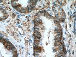 ATP1B3 Antibody in Immunohistochemistry (Paraffin) (IHC (P))