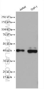 ATP1B3 Antibody in Western Blot (WB)