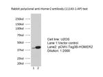 HOMER2 Antibody in Western Blot (WB)