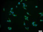 P2RX7 Antibody in Immunocytochemistry (ICC/IF)