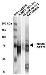 GRP78 Antibody in Western Blot (WB)