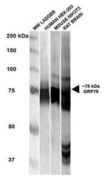 GRP78 Antibody in Western Blot (WB)