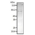 Hsp60 Antibody in Western Blot (WB)