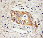 Hephaestin Antibody in Immunohistochemistry (Paraffin) (IHC (P))