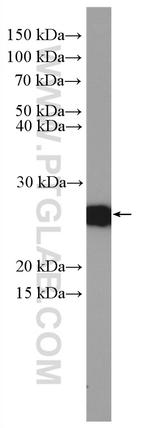CBP/EIF4E Antibody in Western Blot (WB)