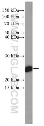 CBP/EIF4E Antibody in Western Blot (WB)