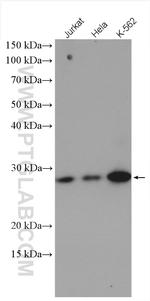 CBP/EIF4E Antibody in Western Blot (WB)