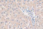 MYEOV Antibody in Immunohistochemistry (Paraffin) (IHC (P))