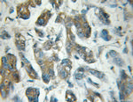 EIF5 Antibody in Immunohistochemistry (Paraffin) (IHC (P))