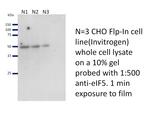 EIF5 Antibody in Western Blot (WB)