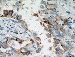 EIF2S3 Antibody in Immunohistochemistry (Paraffin) (IHC (P))