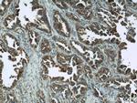EIF2S3 Antibody in Immunohistochemistry (Paraffin) (IHC (P))