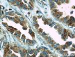 EIF2S3 Antibody in Immunohistochemistry (Paraffin) (IHC (P))