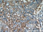 EIF2S3 Antibody in Immunohistochemistry (Paraffin) (IHC (P))