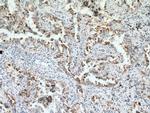 EIF2S3 Antibody in Immunohistochemistry (Paraffin) (IHC (P))