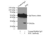 IDI1 Antibody in Immunoprecipitation (IP)
