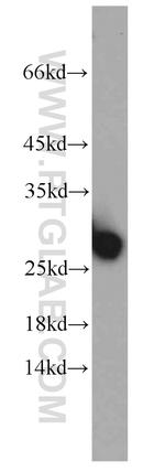 PCTP Antibody in Western Blot (WB)
