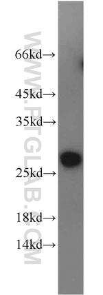 PCTP Antibody in Western Blot (WB)