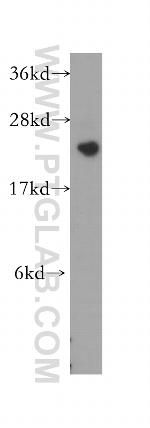PCTP Antibody in Western Blot (WB)