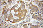 EIF2S1 Antibody in Immunohistochemistry (Paraffin) (IHC (P))