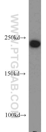 PRPF8 Antibody in Western Blot (WB)