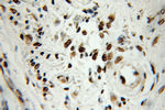 HNRNPA1 Antibody in Immunohistochemistry (Paraffin) (IHC (P))