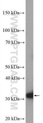 HNRNPA1 Antibody in Western Blot (WB)