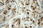 OGFR Antibody in Immunohistochemistry (Paraffin) (IHC (P))