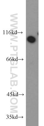 OGFR Antibody in Western Blot (WB)