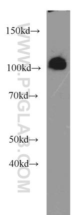 OGFR Antibody in Western Blot (WB)