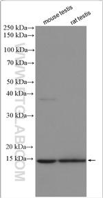 TIMM8A Antibody in Western Blot (WB)