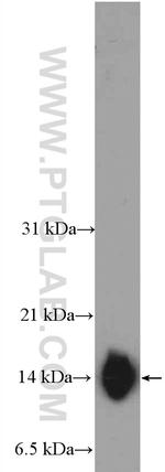 TIMM8A Antibody in Western Blot (WB)