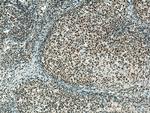 PCNP Antibody in Immunohistochemistry (Paraffin) (IHC (P))
