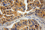CPNE3 Antibody in Immunohistochemistry (Paraffin) (IHC (P))